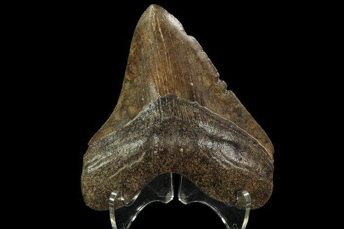 Brown, Fossil Megalodon Tooth - Georgia #96656